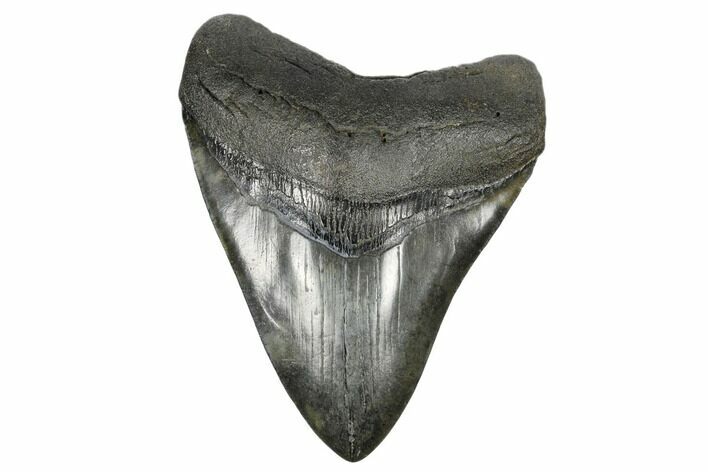 Nice, Fossil Megalodon Tooth - South Carolina #170490